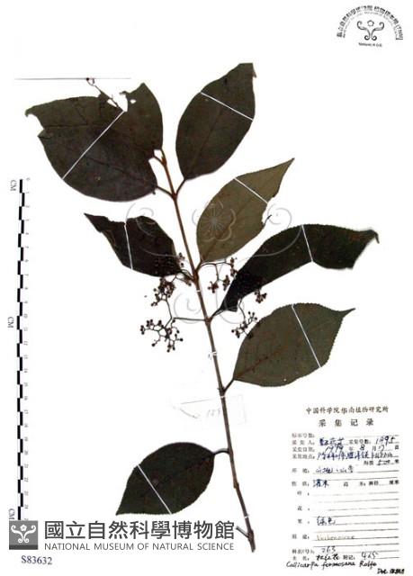 杜虹花，台灣紫珠藏品圖，第1張