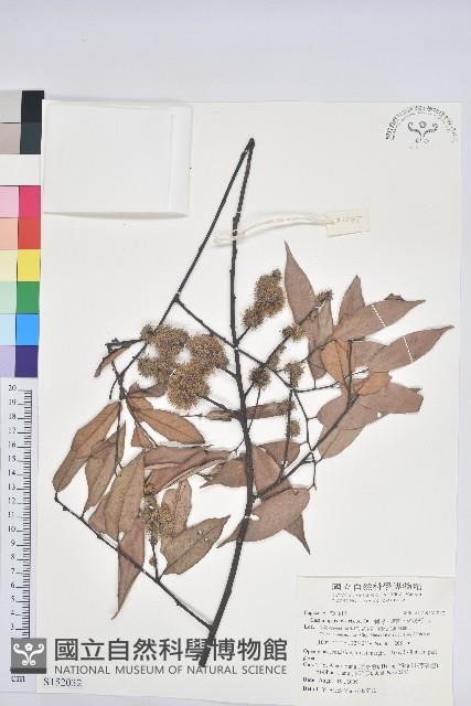 刺栲、鉤栗、火燒柯藏品圖，第1張