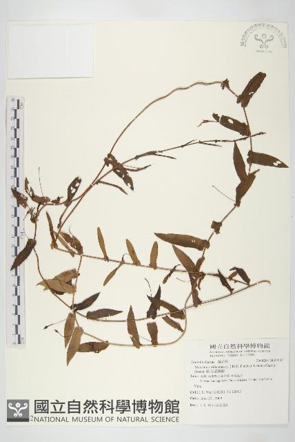 戟葉菜欒藤藏品圖，第1張