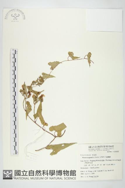 菜欒藤藏品圖，第1張