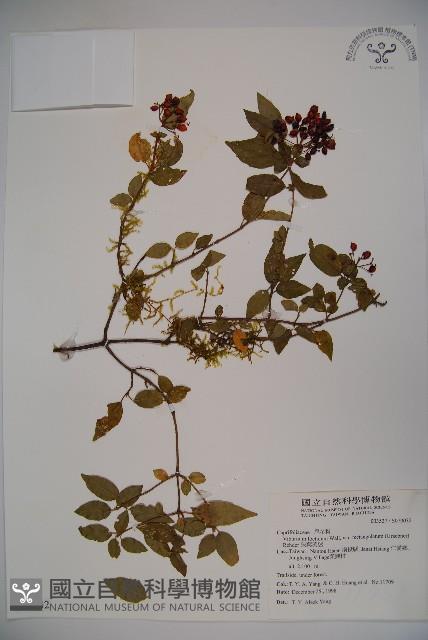 狹葉莢迷藏品圖，第1張