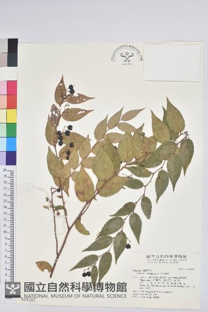 白珠樹藏品圖，第1張