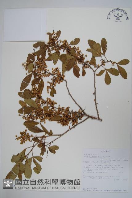 登錄號:S094032藏品圖，第1張