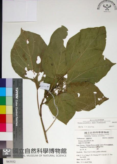 臭娘子藏品圖，第1張