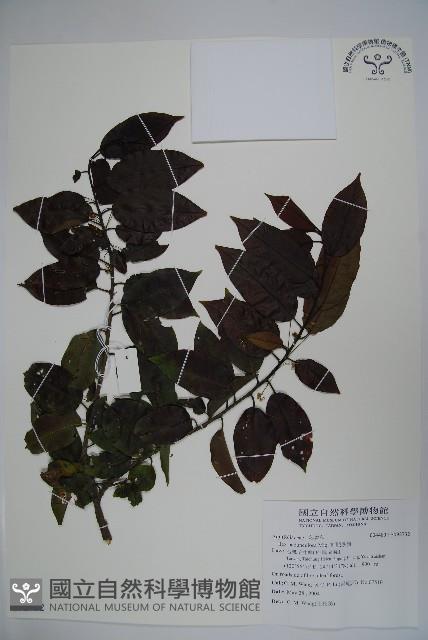 刻脈冬青藏品圖，第1張