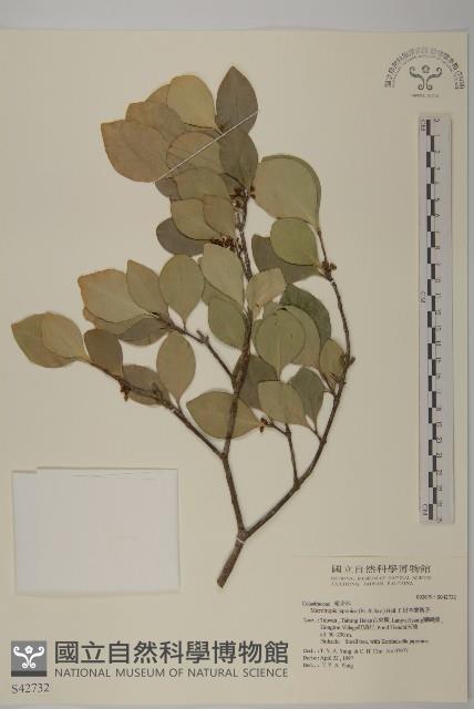 日本賽衛矛、日本假衛矛藏品圖，第1張