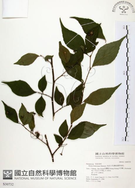 烏皮九芎、奮起湖野茉莉藏品圖，第1張