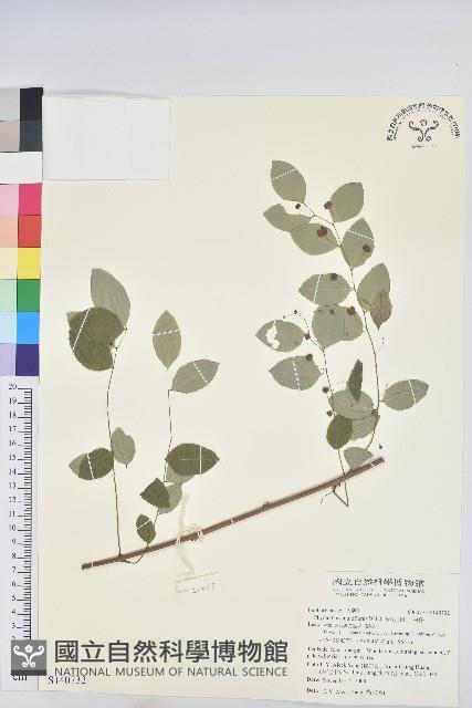 多花油柑、白仔藏品圖，第1張