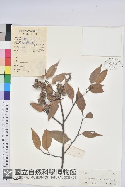 反刺苦櫧藏品圖，第1張