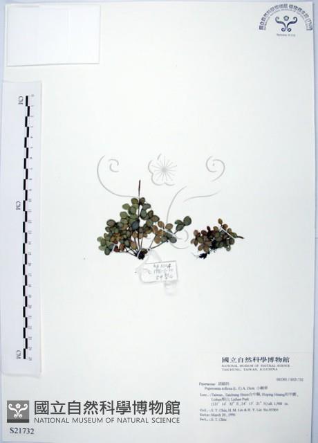 小椒草藏品圖，第1張