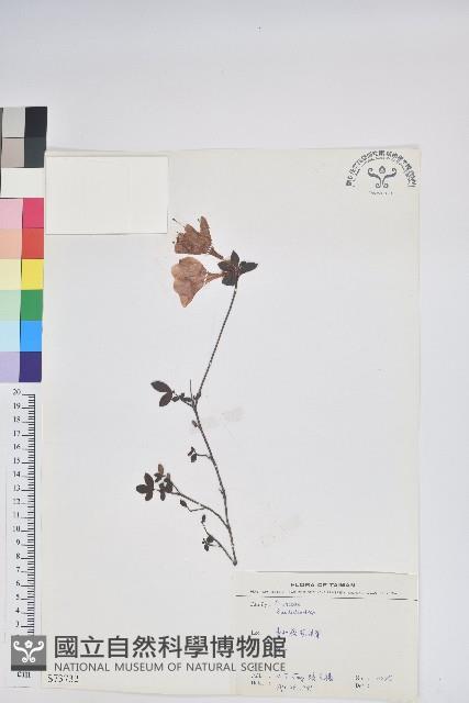 登錄號:S073732藏品圖，第1張