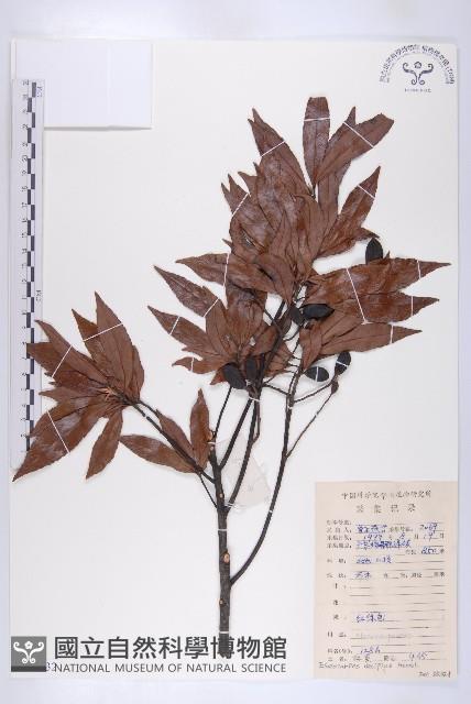 杜英藏品圖，第1張