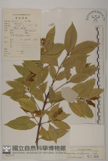 紫花衛矛藏品圖，第1張