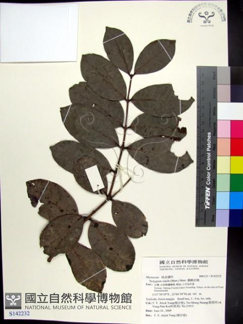 蘭嶼赤楠藏品圖，第1張