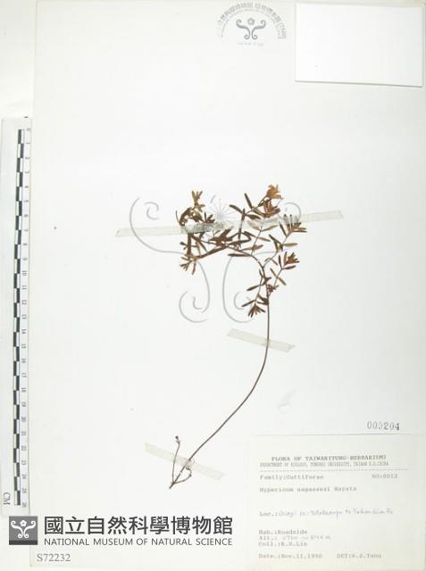 玉山金絲桃藏品圖，第1張