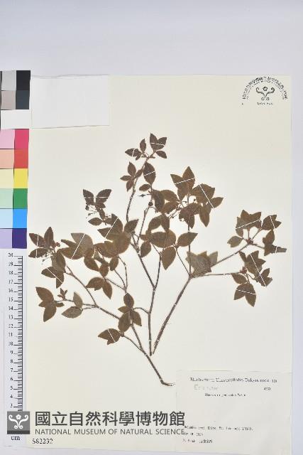 登錄號:S082232藏品圖，第1張