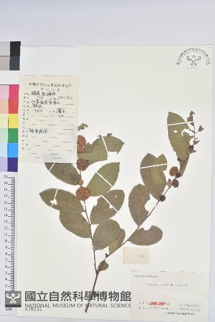 紅毛饅頭果藏品圖，第1張