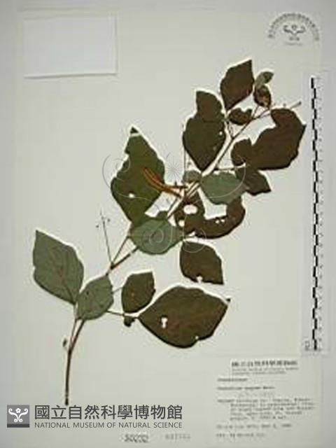 波葉山螞蝗藏品圖，第1張