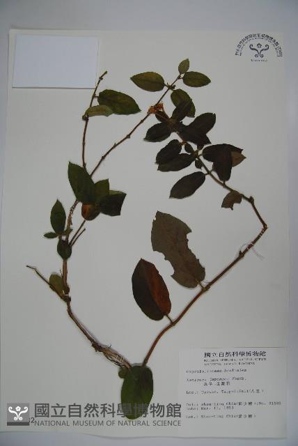 忍冬、金銀花藏品圖，第1張