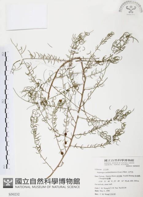 天門冬藏品圖，第1張