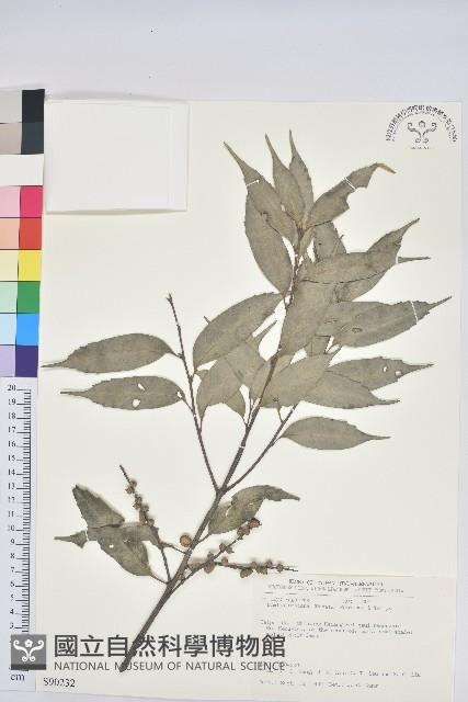 烏來柯、楒、淋漓藏品圖，第1張