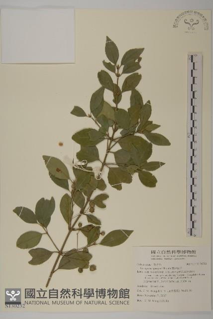 刺果衛矛藏品圖，第1張