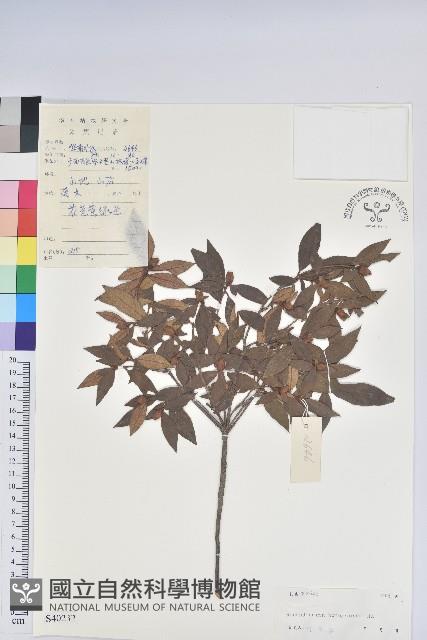 廣西杜鵑藏品圖，第1張