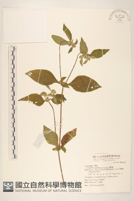 金腰箭藏品圖，第1張