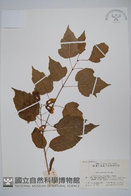 華北茶條槭藏品圖，第1張