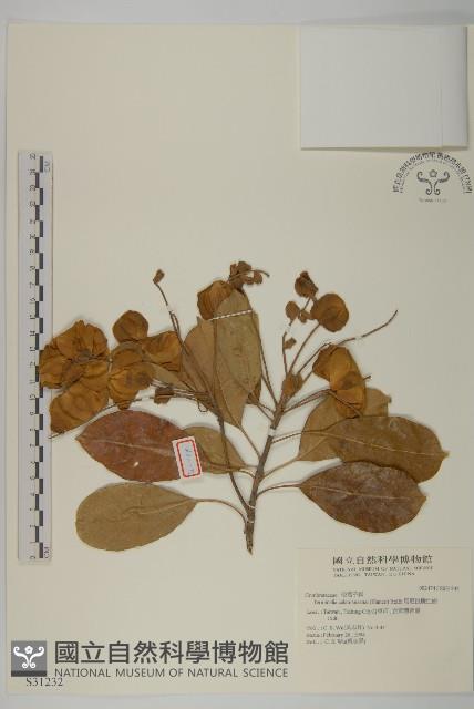 馬尼拉欖仁樹藏品圖，第1張