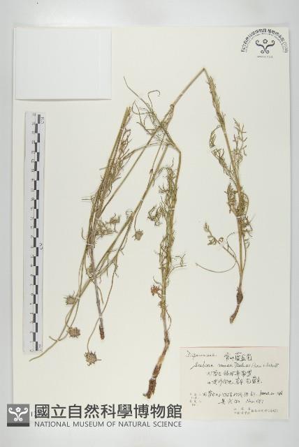 窄葉藍盆花藏品圖，第1張