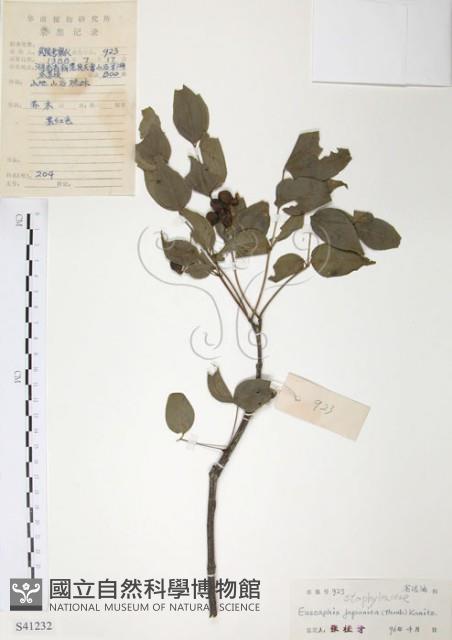 野鴉椿藏品圖，第1張