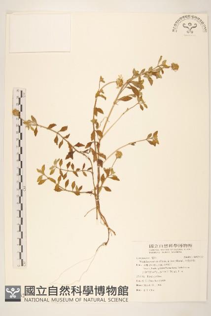 天蓬草舅藏品圖，第1張