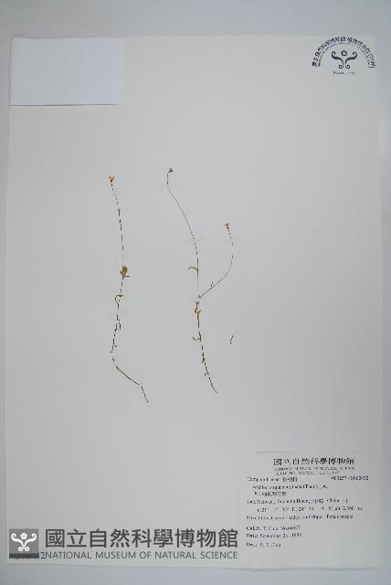 細葉蘭花參藏品圖，第1張