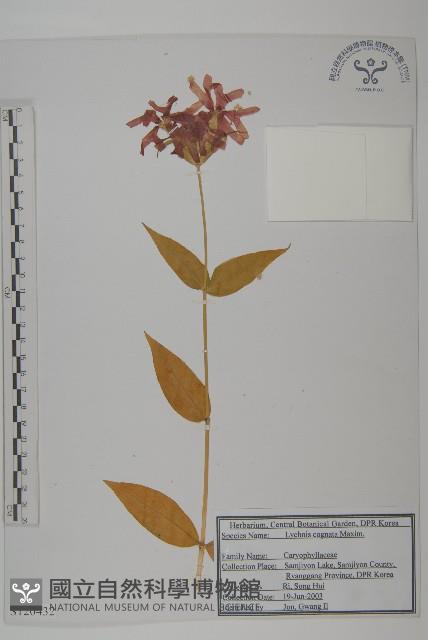 淺裂剪秋蘿藏品圖，第1張