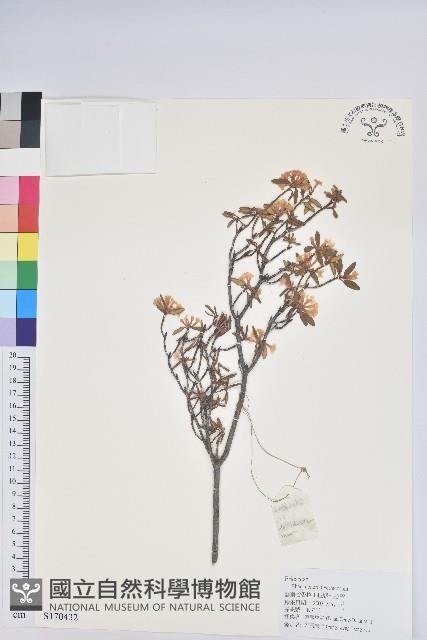 亮葉杜鵑藏品圖，第1張