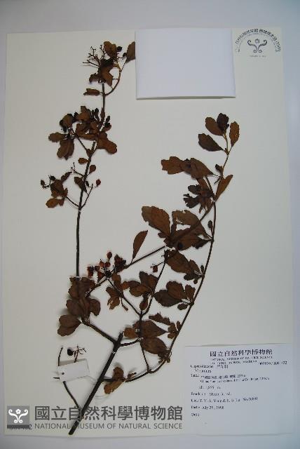 登錄號:S081432藏品圖，第1張