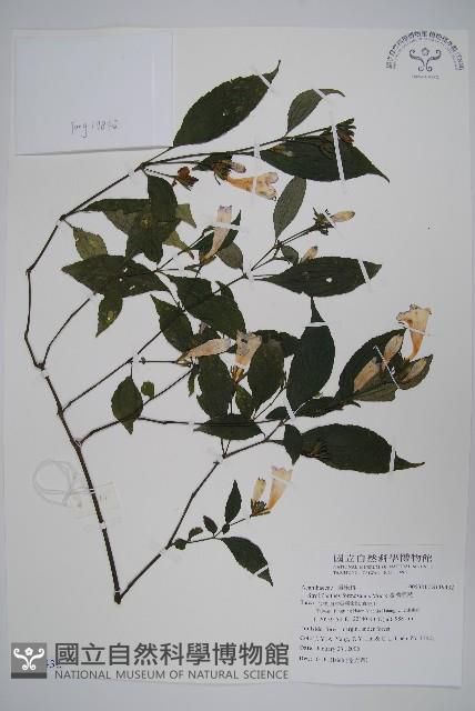 臺灣馬藍藏品圖，第1張