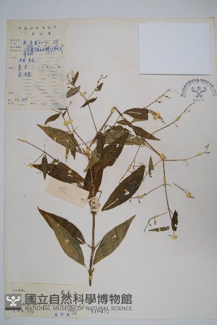 穿心蓮藏品圖，第1張