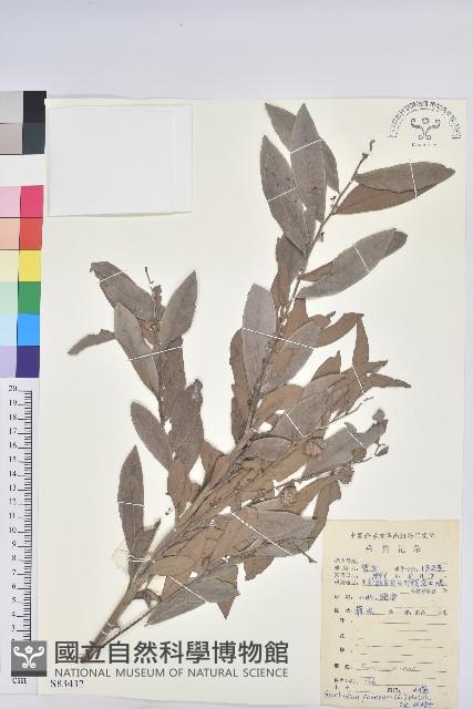 紅毛饅頭果藏品圖，第1張