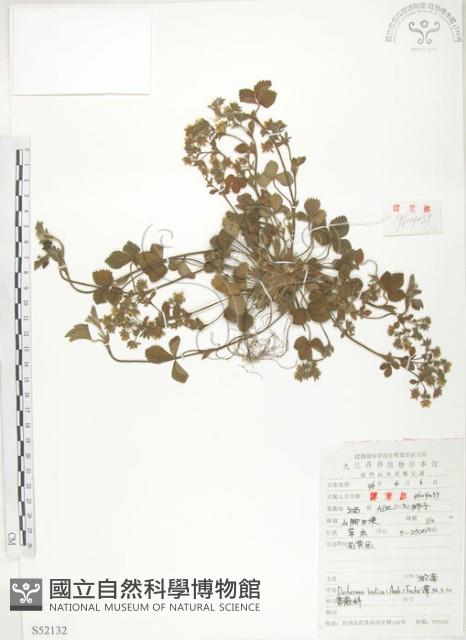 三葉委陵菜藏品圖，第1張