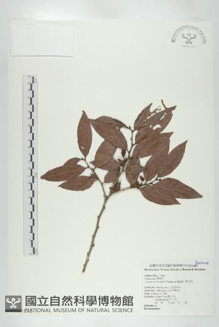 軟毛柿藏品圖，第1張