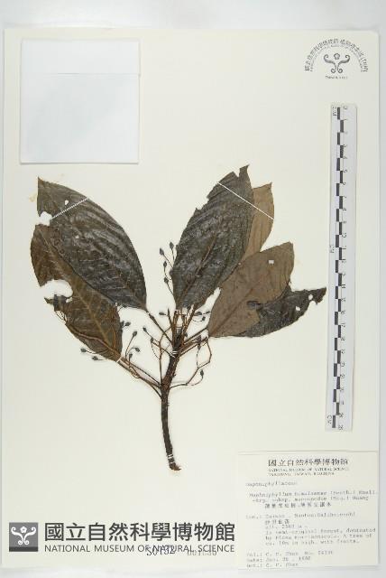 薄葉虎皮楠藏品圖，第1張