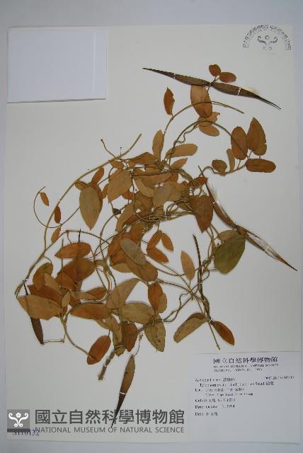 鷗蔓藏品圖，第1張