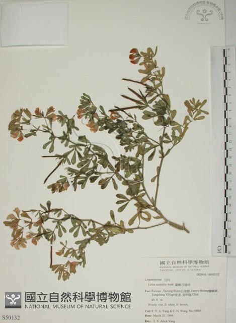 蘭嶼百脈根藏品圖，第1張