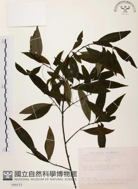 山胡椒藏品圖，第1張