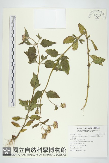 貓腥草藏品圖，第1張