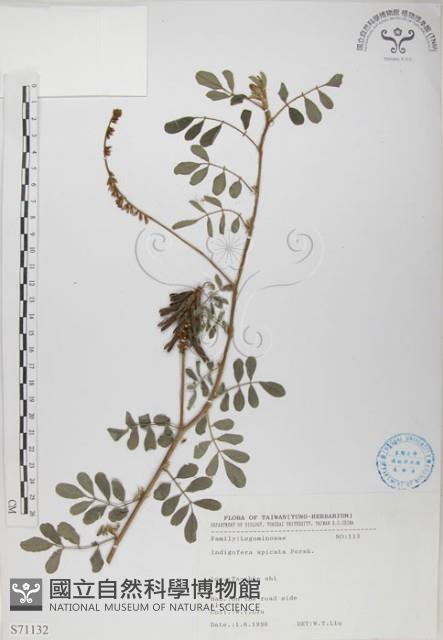 穗花木藍藏品圖，第1張