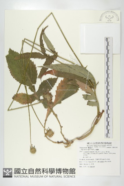 川續斷藏品圖，第1張