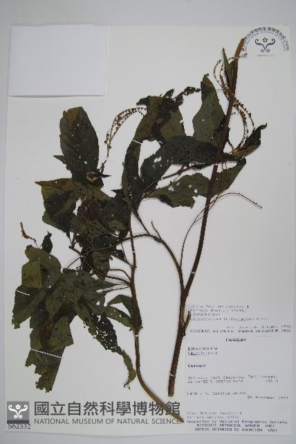 登錄號:S062332藏品圖，第1張